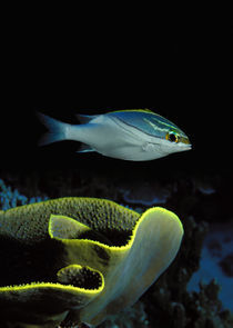 Two-Lined monocle bream (Scolopsis bilineata) and coral in the ocean by Panoramic Images