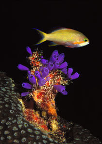 Bluebell tunicate and Anthias Fish  in the sea by Panoramic Images