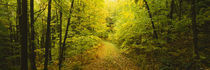 Dirt road passing through a forest, Vermont, USA von Panoramic Images
