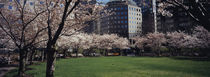 Trees in a park, Central Park, Manhattan, New York City, New York State, USA by Panoramic Images