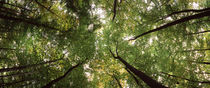 Low angle view of trees, Bavaria, Germany by Panoramic Images