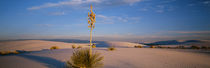 Shrubs in the desert, White Sands National Monument, New Mexico, USA by Panoramic Images