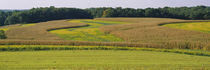 Field Of Corn Crops, Baltimore, Maryland, USA von Panoramic Images