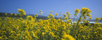 Close-up of flowers, California, USA von Panoramic Images