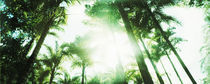 Low angle view of palm trees, Arenal Region, Costa Rica by Panoramic Images