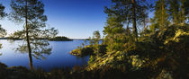 Trees at the lakeside, Lake Saimaa, Puumala, Finland von Panoramic Images