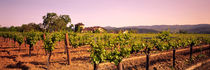Panorama Print - Sattui Weingut, Napa Valley, Kalifornien, USA von Panoramic Images