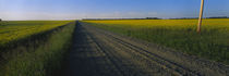 Country road passing through a field, Millet, Alberta, Canada by Panoramic Images