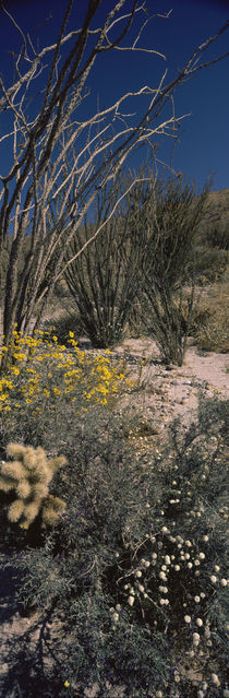 Wildflowers in a field, Anza Borrego Desert State Park, California, USA by Panoramic Images