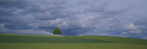 Storm clouds over a field, Zurich Canton, Switzerland by Panoramic Images
