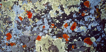 Lichens on Rock CO USA von Panoramic Images