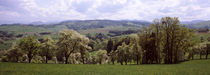 Pear trees in an orchard, Mostviertel, Lower Austria, Austria by Panoramic Images