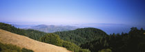 High angle view of a forest, Mt Tamalpais, California, USA by Panoramic Images