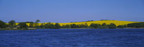 Lake in front of a rape field, Holstein, Schleswig-Holstein, Germany by Panoramic Images