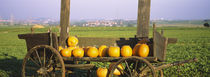 Pumpkins in a wooden cart, Baden-Wurttemberg, Germany by Panoramic Images