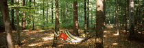 Hammock in a forest, Baden-Württemberg, Germany von Panoramic Images