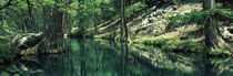 Stream in a forest, Honey Creek, Texas, USA by Panoramic Images