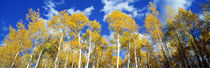 USA, Colorado, Uncompahgre Nationa Forest by Panoramic Images