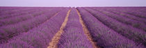 France, View of rows of blossoms in a field von Panoramic Images
