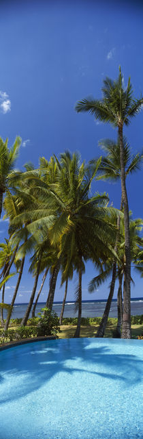 Palm trees near a swimming pool, Maui, Hawaii, USA von Panoramic Images