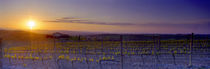 Vineyard at dusk, Val D'Orcia, Siena Province, Tuscany, Italy von Panoramic Images