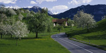 Panorama Print - Schweiz, Luzern, Bäume, Straßen von Panoramic Images