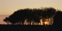 Silhouette of trees, California, USA by Panoramic Images