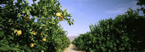  Crop Of Lemon Orchard, California, USA von Panoramic Images