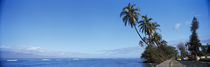 Palm trees on the coast, Lahaina, Maui, Hawaii, USA by Panoramic Images
