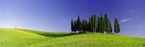 Trees on a landscape, Val D'Orcia, Siena Province, Tuscany, Italy by Panoramic Images