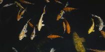 Capitol Aquarium, Sacramento, California, USA by Panoramic Images