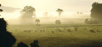 Farmland & Sheep Southland New Zealand by Panoramic Images