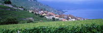 Lake Of Geneva, Vineyards, Rivaz, Switzerland von Panoramic Images