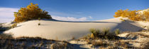 Desert plants in a desert, White Sands National Monument, New Mexico, USA by Panoramic Images