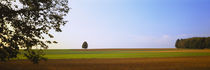 Tree in a field, Germany by Panoramic Images