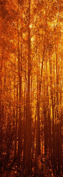 Aspen trees at sunrise in autumn, Colorado, USA by Panoramic Images