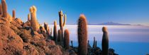 Cactus on a hill, Salar De Uyuni, Potosi, Bolivia von Panoramic Images