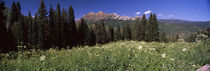 Forest, Kebler Pass, Crested Butte, Gunnison County, Colorado, USA von Panoramic Images