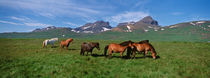  Horses Standing And Grazing In A Meadow, Borgarfjordur, Iceland von Panoramic Images