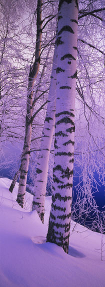 Birch trees at the frozen riverside, Vuoksi River, Imatra, Finland by Panoramic Images