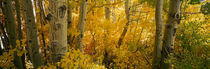 Aspen trees in a forest, Californian Sierra Nevada, California, USA by Panoramic Images