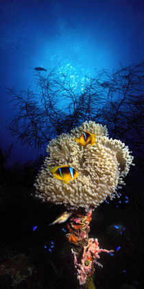 Sea anemone and Allard's anemonefish (Amphiprion allardi) in the ocean von Panoramic Images
