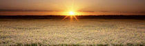 Rice Field, Sacramento Valley, California, USA by Panoramic Images