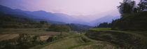 High angle view of a rice field, Magome, Japan von Panoramic Images