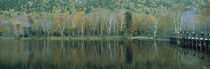 Trees White Mountains National Forest NH USA von Panoramic Images