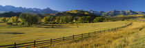Trees in a field, Colorado, USA by Panoramic Images