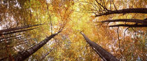 Low angle view of trees, Bavaria, Germany von Panoramic Images