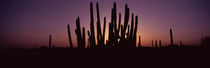 Organ Pipe Cactus National Monument, Arizona, USA von Panoramic Images