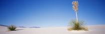Plants in a desert, White Sands National Monument, New Mexico, USA