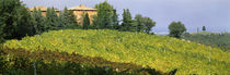 Vineyards with a building in the background, Apennines, Emilia-Romagna, Italy von Panoramic Images